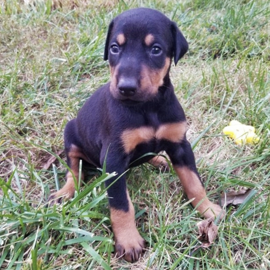 comprar cachorros sanos, baratos y asequibles para la venta